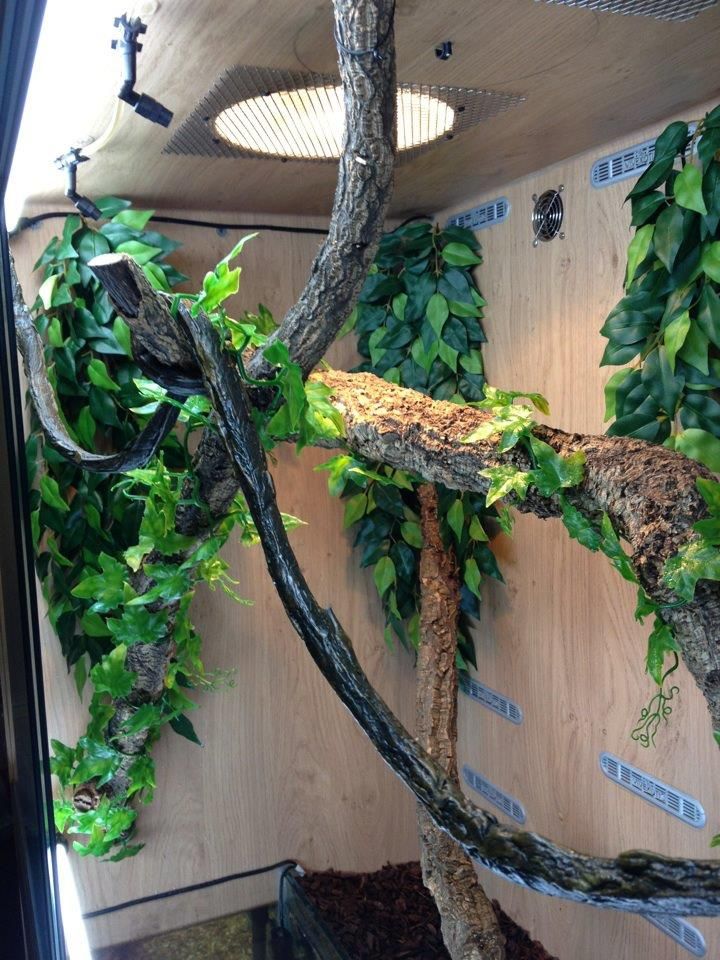 NEW Chinese Water Dragon vivarium (pic heavy) Reptile Forums